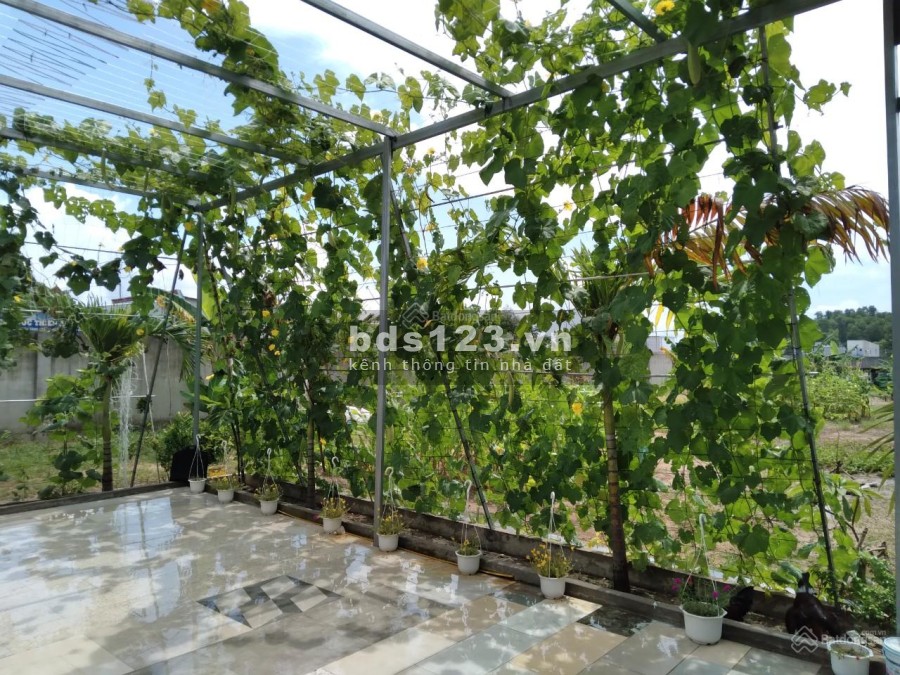 Chính chủ bán đất tặng luôn nhà vườn và cây ăn trái đang thu hoạch, diện tích 100m2