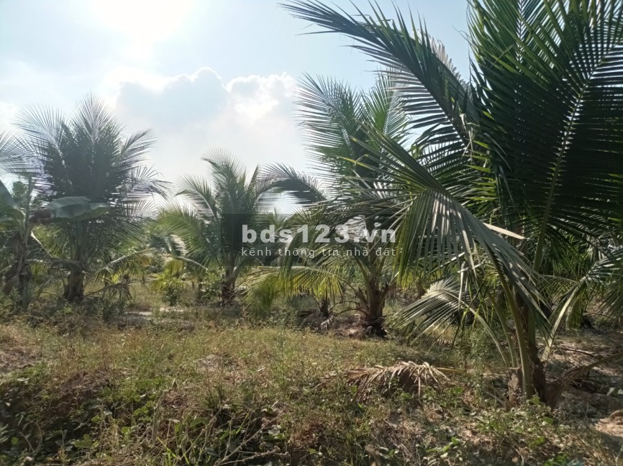 Chính chủ bán gấp VƯỜN CÂY ĂN TRÁI 5600m2 gần KDL núi Bà Đen TP Tây Ninh