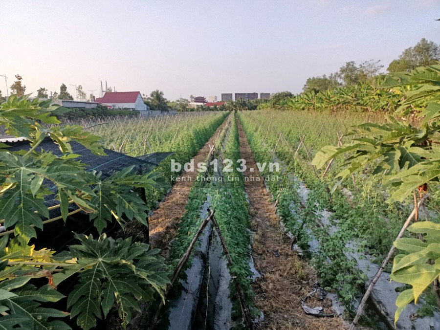 Cho thuê đất vườn trồng rau củ ngắn ngày/chăn nuôi giá thuê cực tốt, làm việc chính chủ