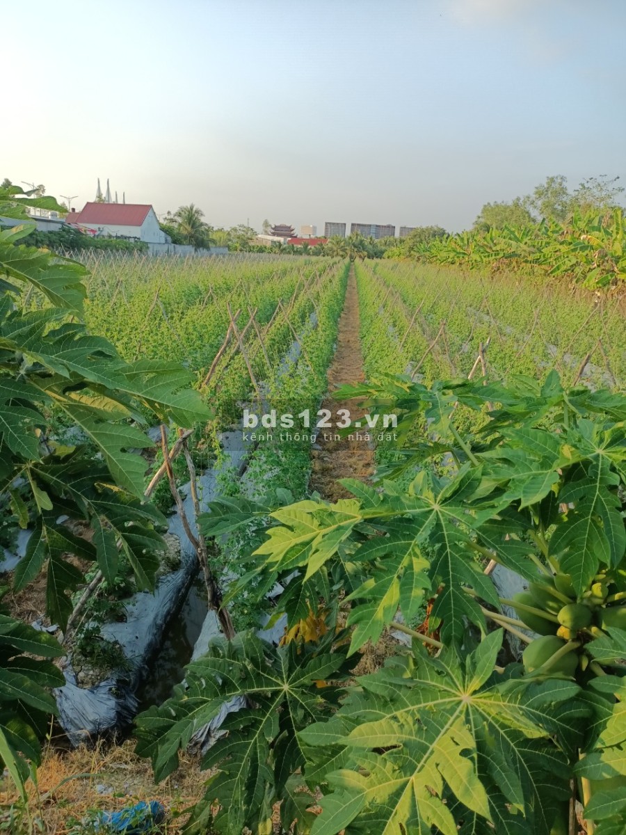 Cho thuê đất vườn trồng rau củ ngắn ngày/chăn nuôi giá thuê cực tốt, làm việc chính chủ