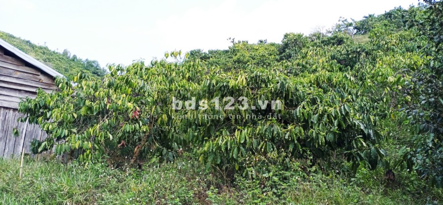 Bán 2ha rẫy Cà Phê mặt tiền đường bê-tông, thôn 9, xã Quãng Khê , Huyện Đăk Glong, tỉnh Đăk Nông