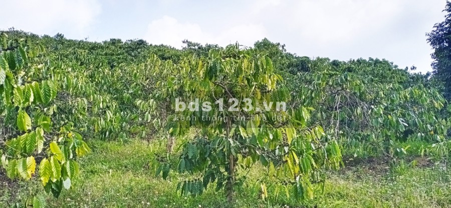 Bán 2ha rẫy Cà Phê mặt tiền đường bê-tông, thôn 9, xã Quãng Khê , Huyện Đăk Glong, tỉnh Đăk Nông