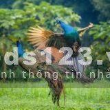 Chung cư SkyForest vườn treo Babylon tại Việt Nam cách trung tâm hà nội 10km