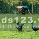 Chung cư SkyForest vườn treo Babylon tại Việt Nam cách trung tâm hà nội 10km