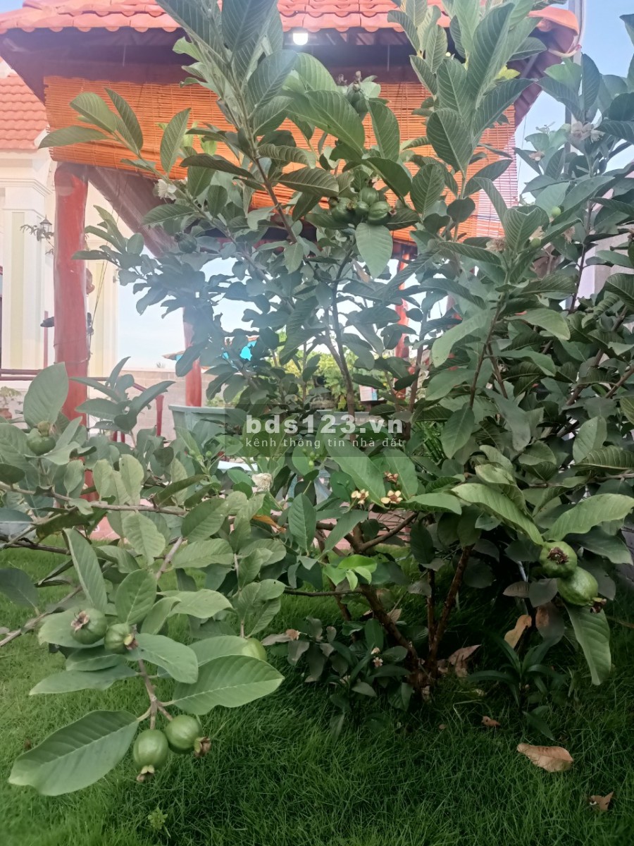 Siêu phẩm biệt thự mini xã Tân Lân, Cần Đước, Long An, DT 500m2.
