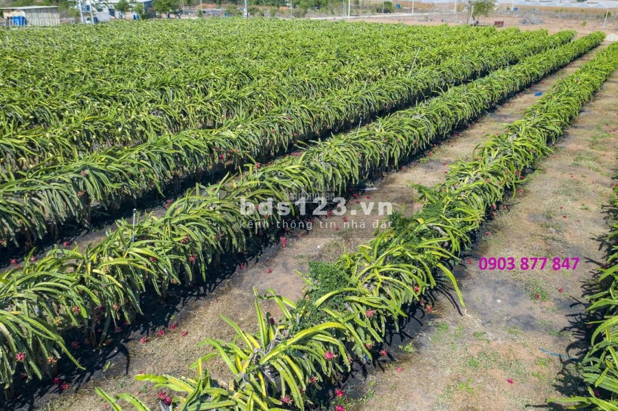 Bán đất trông cây lâu năm, xã Hòa Thắng Huyện Bắc Bình. LH: 0903877847