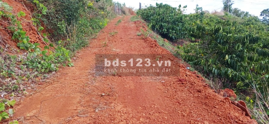 Bán rẫy trồng Cà Phê, Sầu Riêng tại thôn 9, xã Quãng Khê , Huyện Đăk Glong, tỉnh Đăk Nông