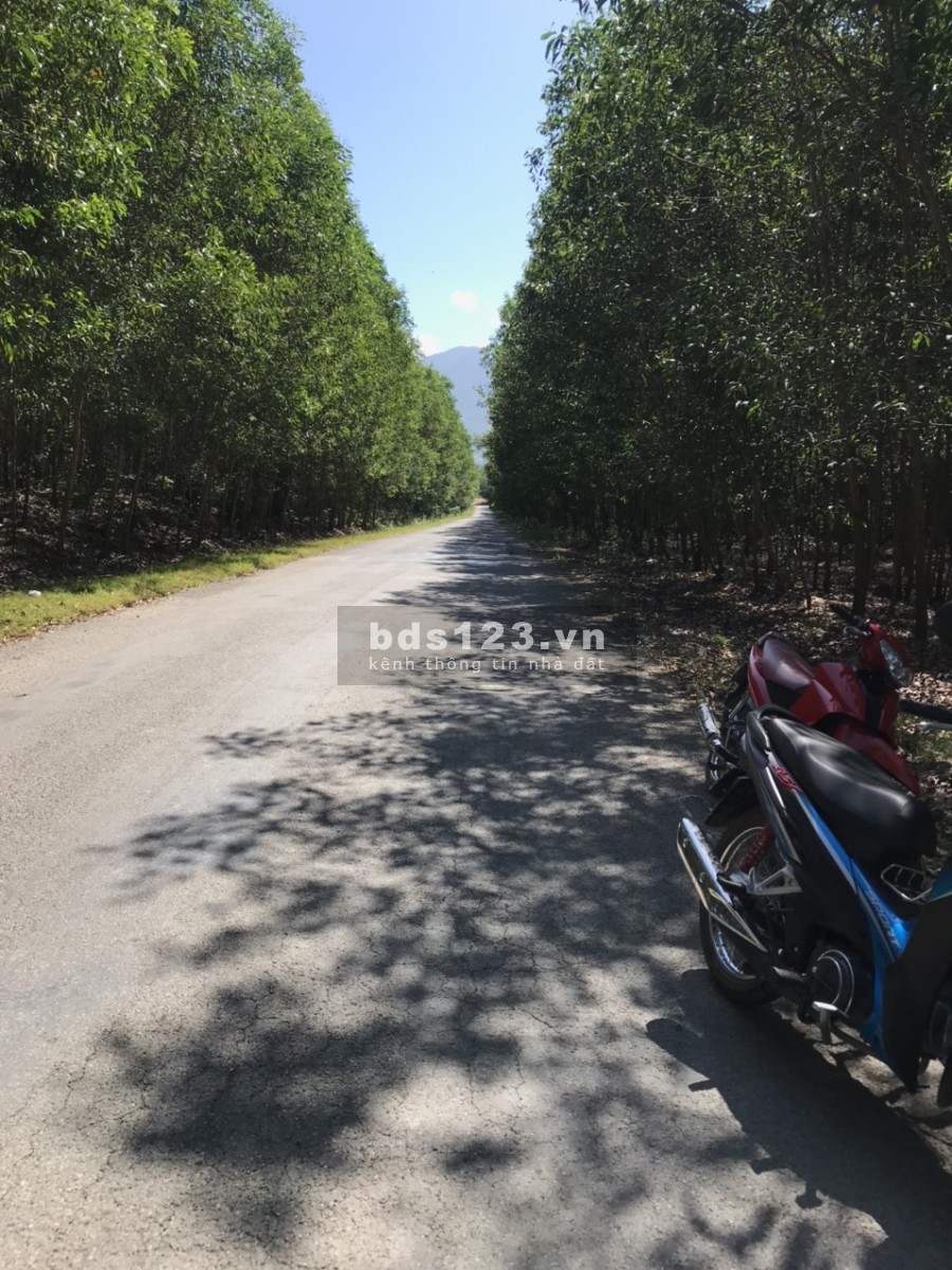 Bán đất mặt tiền đường Tỉnh Lộ 8B Khánh Bình, Khánh Vĩnh, giá đầu tư, pháp lý chính chủ