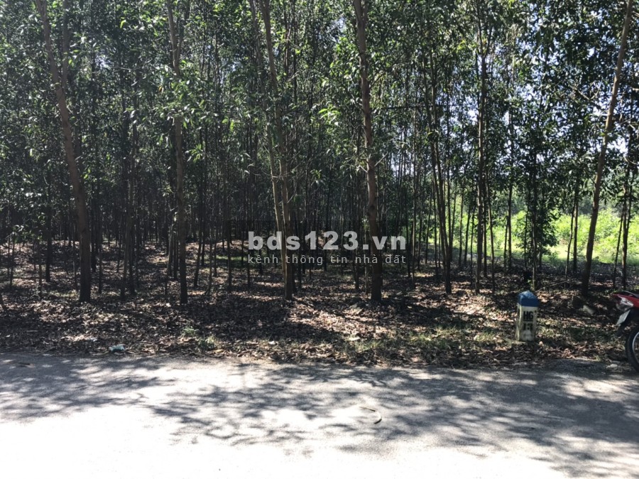 Bán đất mặt tiền đường Tỉnh Lộ 8B Khánh Bình, Khánh Vĩnh, giá đầu tư, pháp lý chính chủ