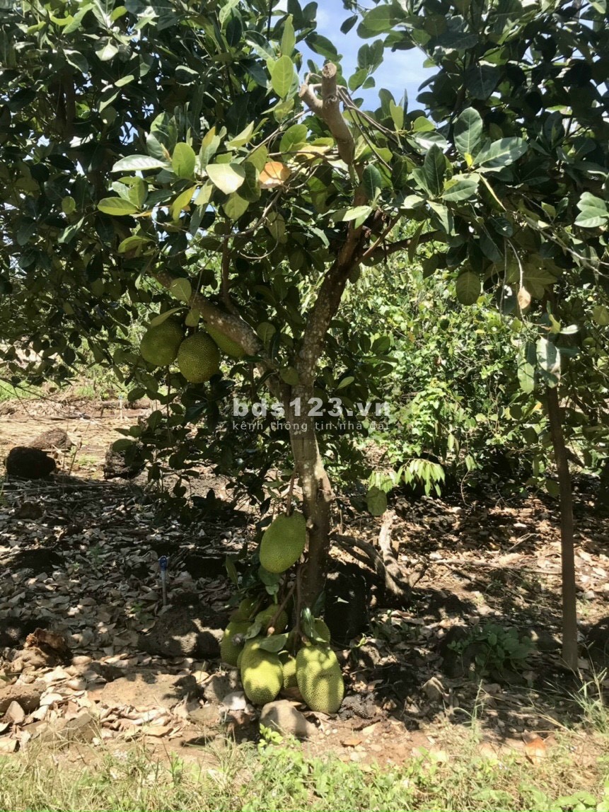 Đất Vườn Sổ Sẵn 770tr/1009m2 Đồng Nai, có sẵn Vườn xoài đang cho trái, liên hệ 0907819262