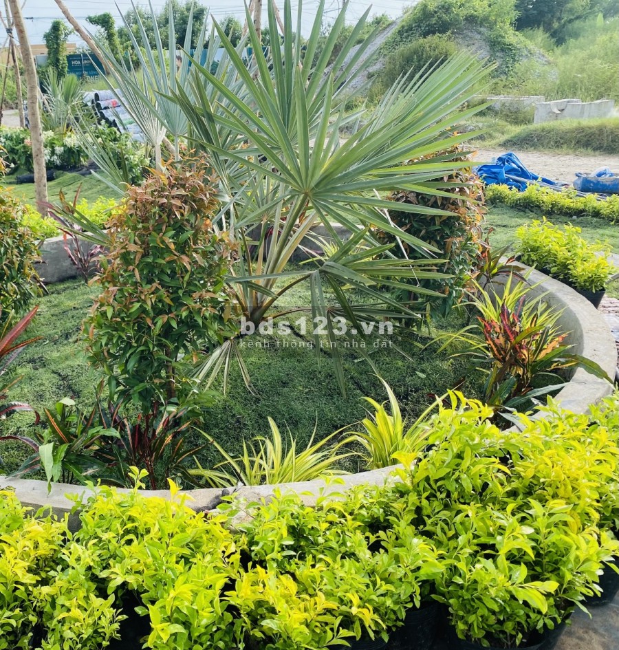 Cần bán đất nền thổ cư đẹp tại khu dân cư ven sông Hoà Bình giá 850 triệu, pháp lý đủ