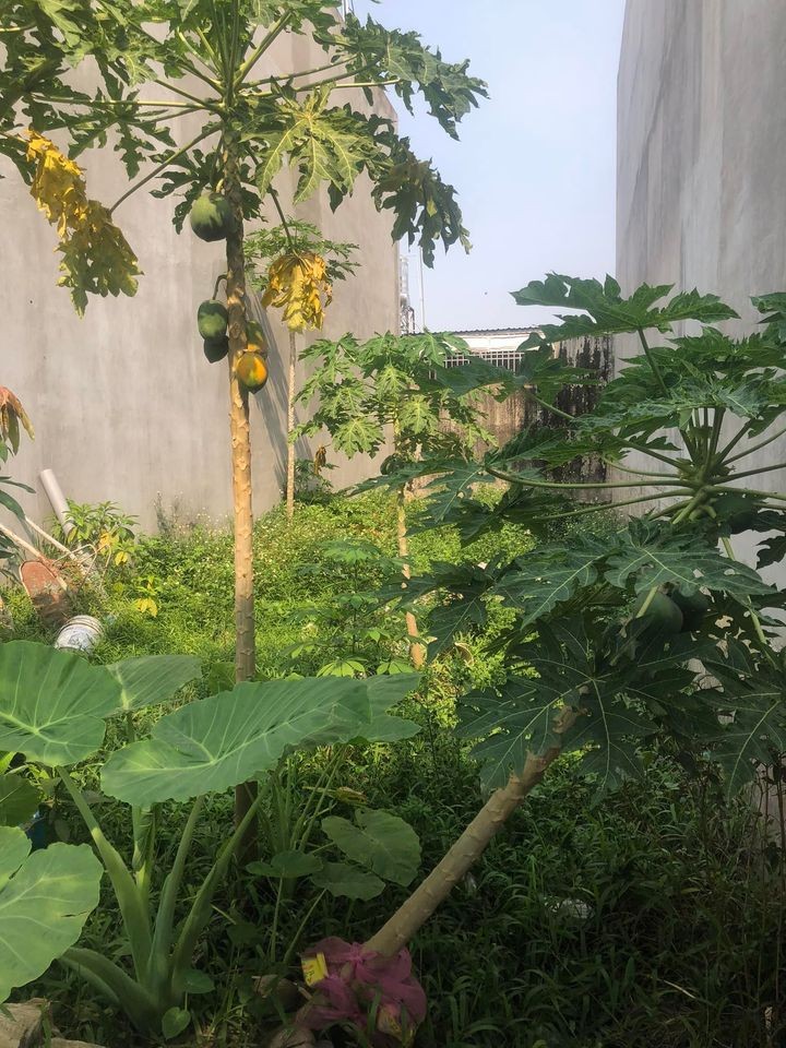 Chính chủ cần bán miếng đất diện tích 100m2 (5x20) Thổ cư 100%. Giá 1tỷ3. 0938826333.