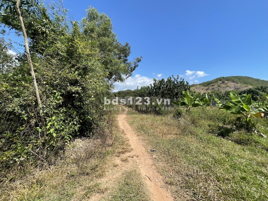  Bán nhanh đất ở nông thôn 12.000m2 đất trồng cây lâu năm Thị Xã Ninh Hoà.