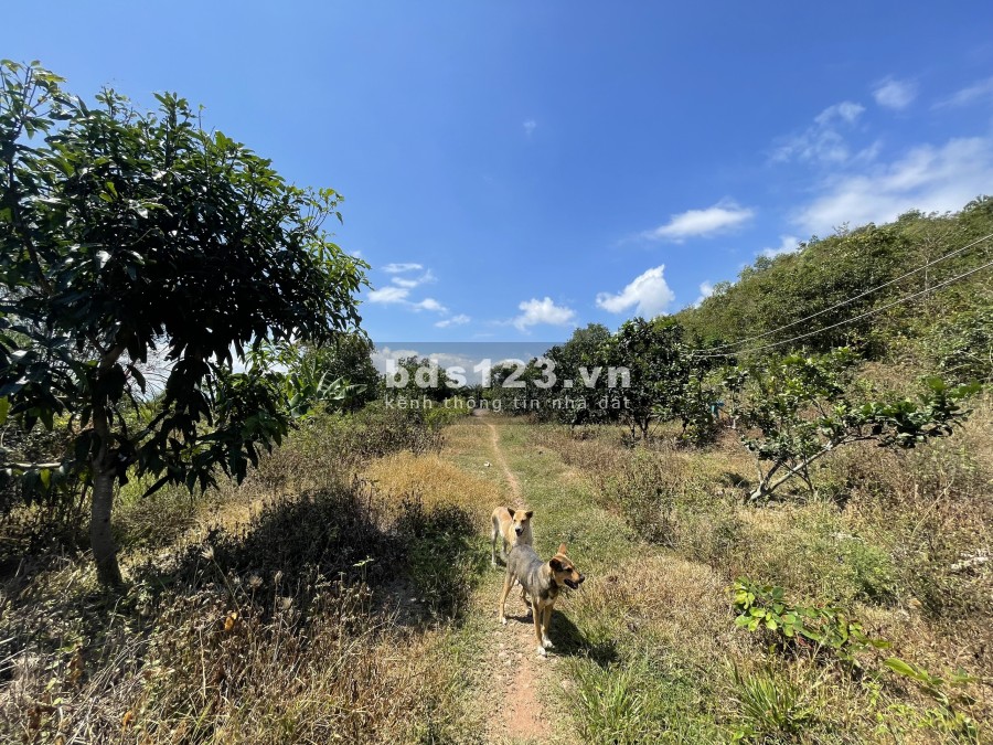  Bán nhanh đất ở nông thôn 12.000m2 đất trồng cây lâu năm Thị Xã Ninh Hoà.