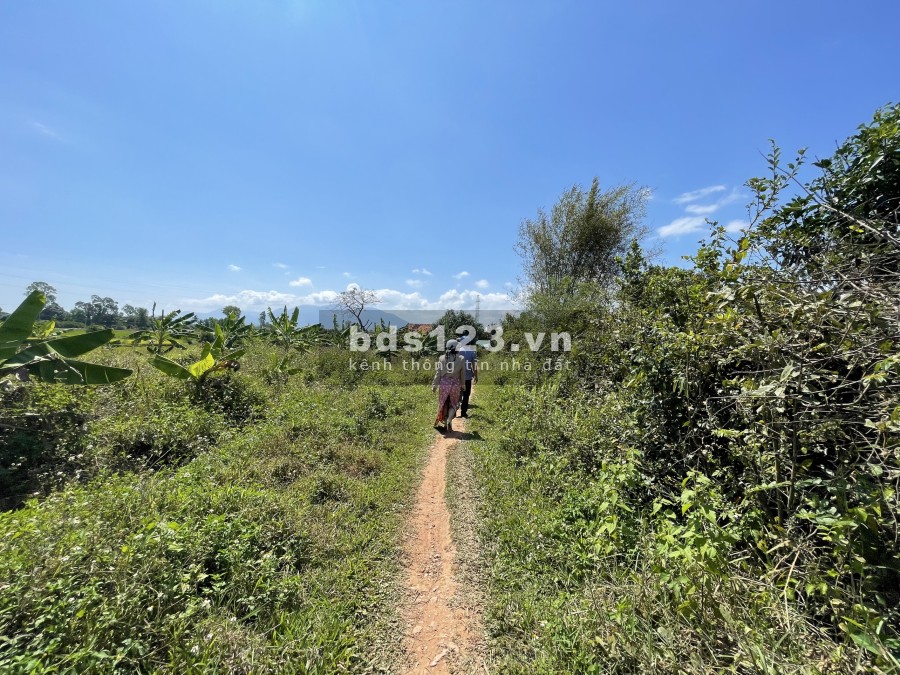  Bán nhanh đất ở nông thôn 12.000m2 đất trồng cây lâu năm Thị Xã Ninh Hoà.