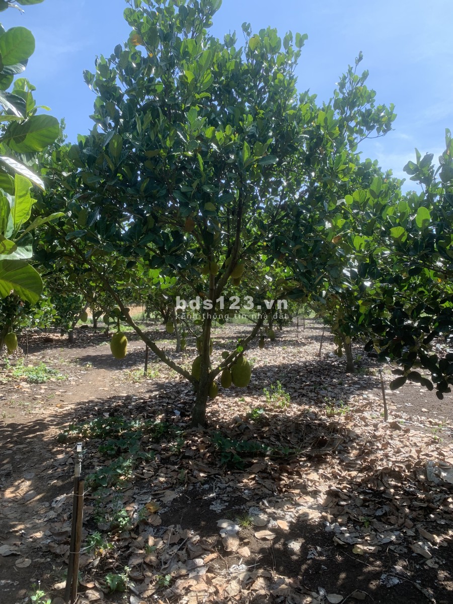 Cần bán 2 mẫu Vườn trái cây Siêu Đẹp giá bán thương lượng tiện ích đầy đủ, giá tốt