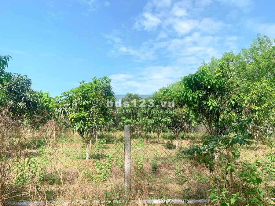 Cần bán 2 mẫu Vườn trái cây Siêu Đẹp giá bán thương lượng tiện ích đầy đủ, giá tốt