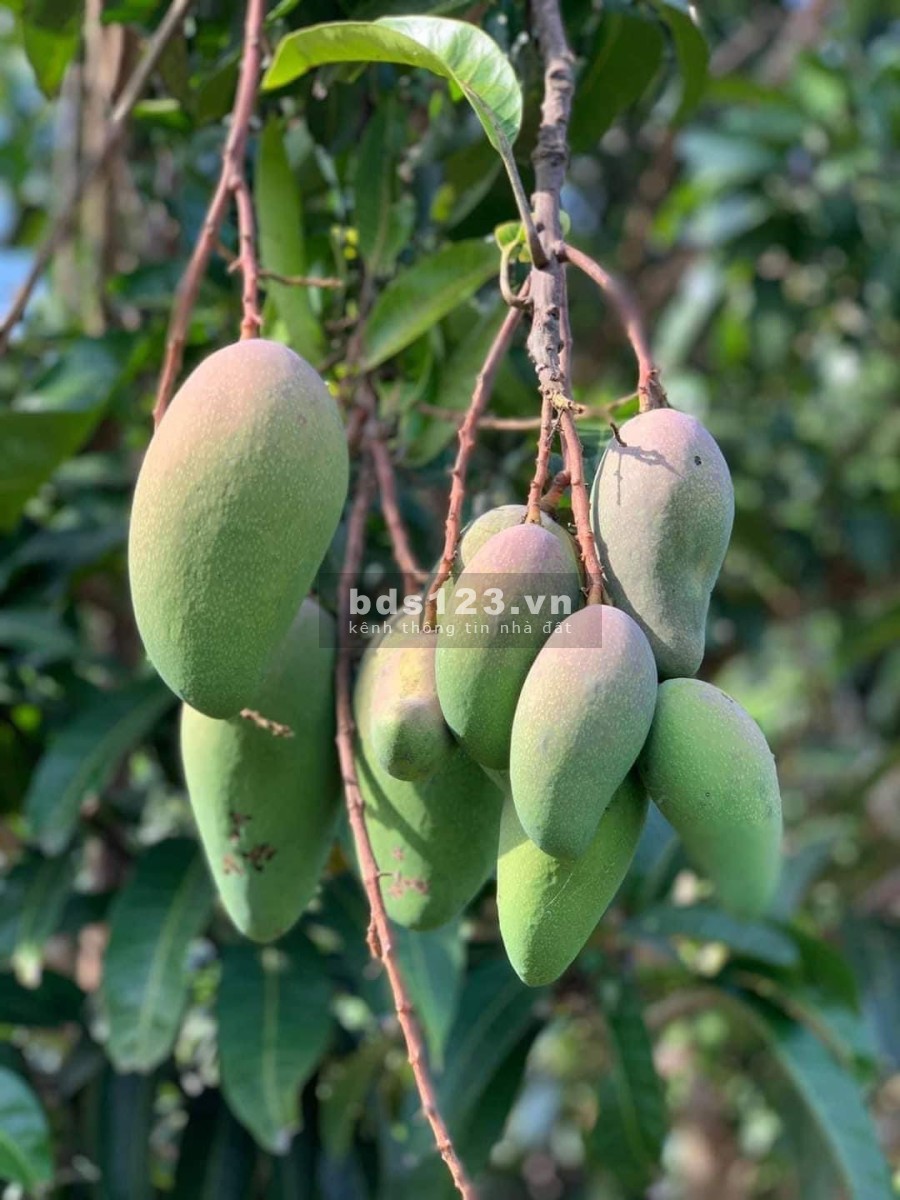 Cần bán 2 mẫu Vườn trái cây Siêu Đẹp giá bán thương lượng tiện ích đầy đủ, giá tốt