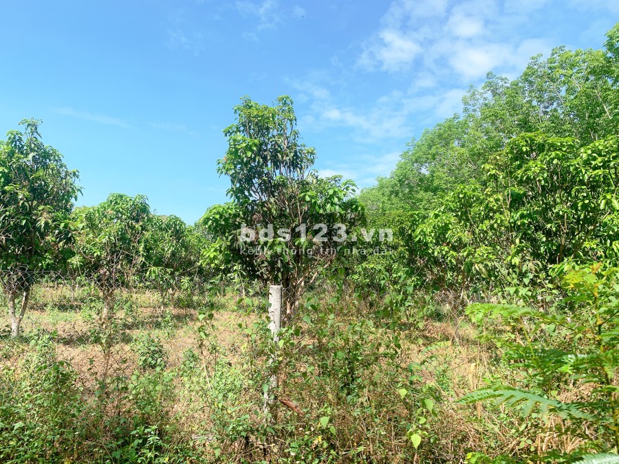 Cần bán 2 mẫu Vườn trái cây Siêu Đẹp giá bán thương lượng tiện ích đầy đủ, giá tốt