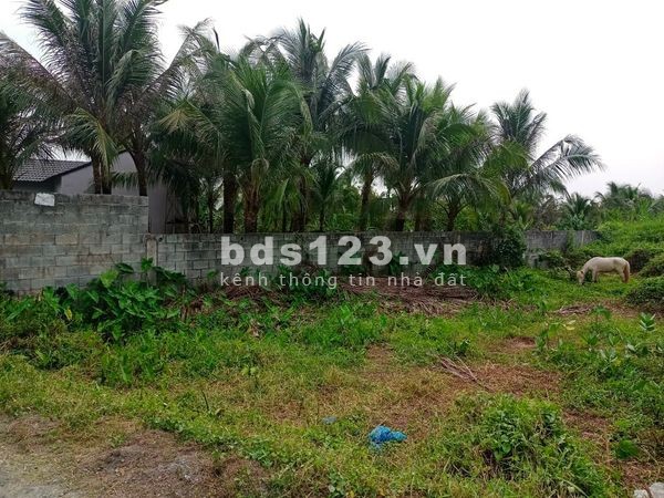 Bán đất thổ cư sổ hồng riêng Bình Mỹ Củ Chi diện tích gần 4000m2, khu dân cư đông đúc