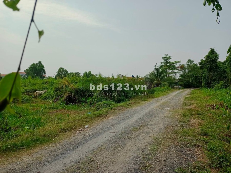 Bán đất thổ cư sổ hồng riêng Bình Mỹ Củ Chi diện tích gần 4000m2, khu dân cư đông đúc