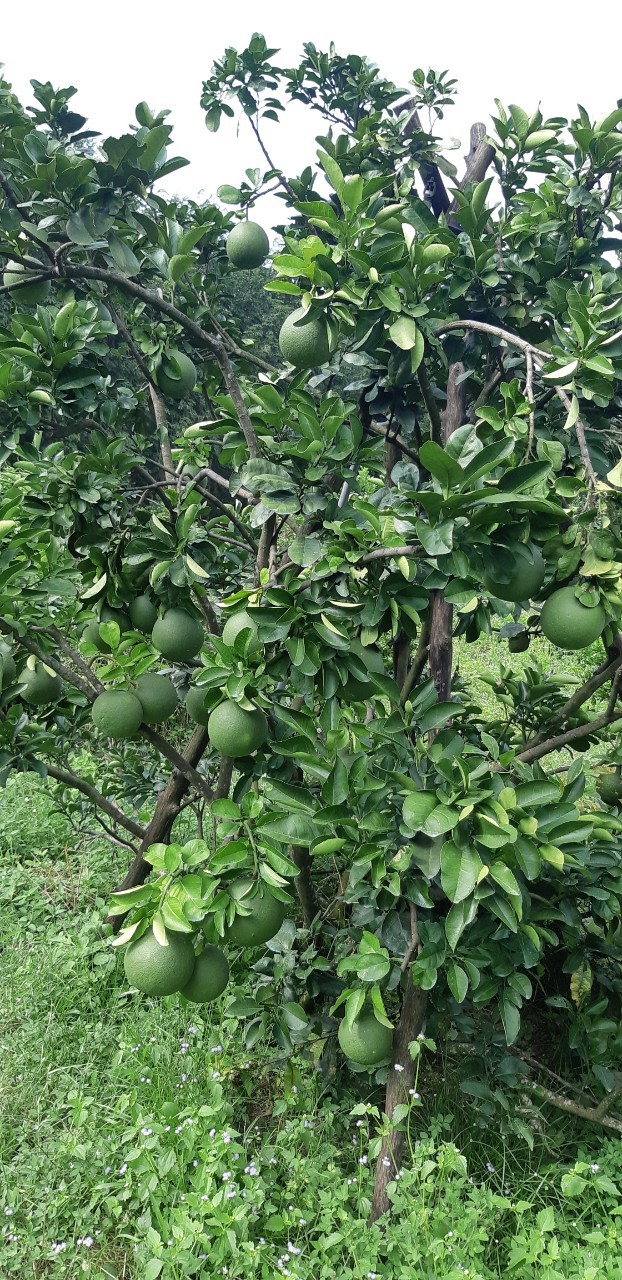 Chính chủ cần bán nhanh lô đất Xã Bình Lợi, Vĩnh Cửu Đồng Nai pháp lý đầy đủ, giá tốt