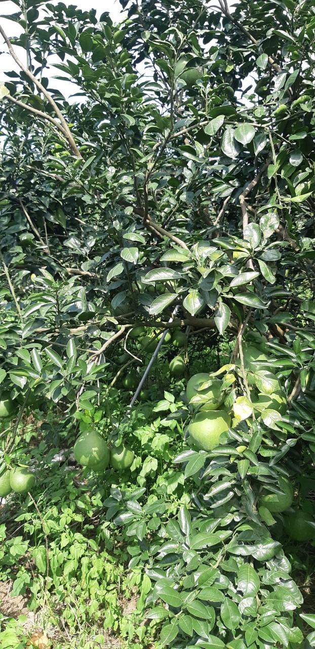 Chính chủ cần bán nhanh lô đất Xã Bình Lợi, Vĩnh Cửu Đồng Nai pháp lý đầy đủ, giá tốt