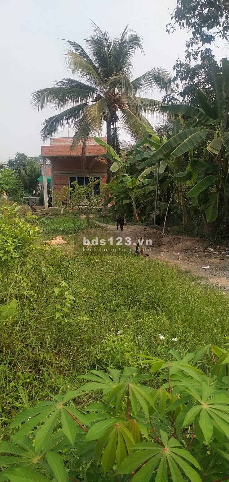 Đất thổ cư Bình Lương Thủ Thừa Long An gái bán 520 triệu thổ cư 100%, pháp lý chính chủ