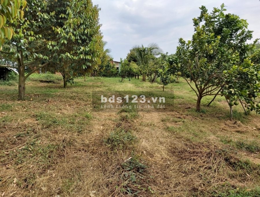 Bán lô đất sào Phú Giáo Bình Dương giá bán chỉ 510 triệu, sổ chính chủ, giá tốt đầu tư