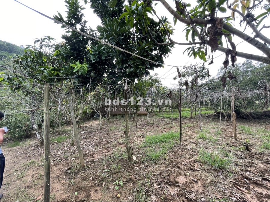 Chính chủ bán gấp 6200M2 mảnh đất ngay đường QL43 đi cửa khẩu Lóng Sập Mộc Châu