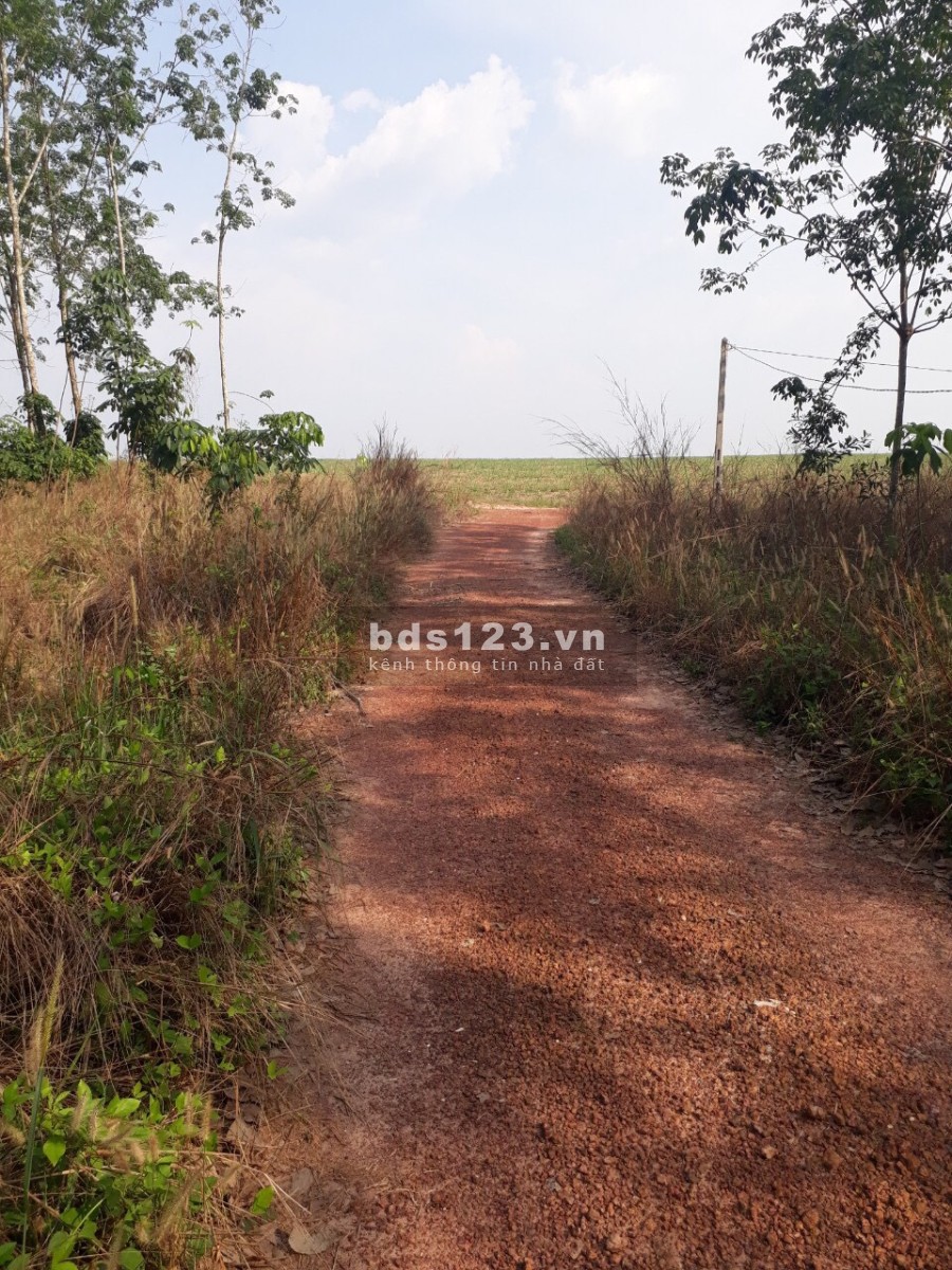 Tìm chủ mới cho lô CLN tại xã Long Hoà trên 1000m2 pháp lý đầy đủ, giá tốt, vị trí đắc địa
