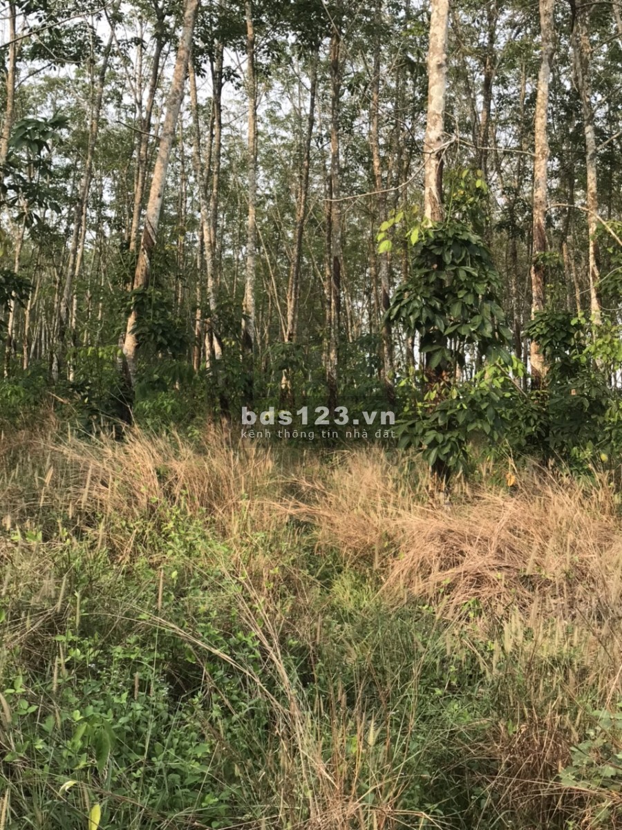 Tìm chủ mới cho lô CLN tại xã Long Hoà trên 1000m2 pháp lý đầy đủ, giá tốt, vị trí đắc địa