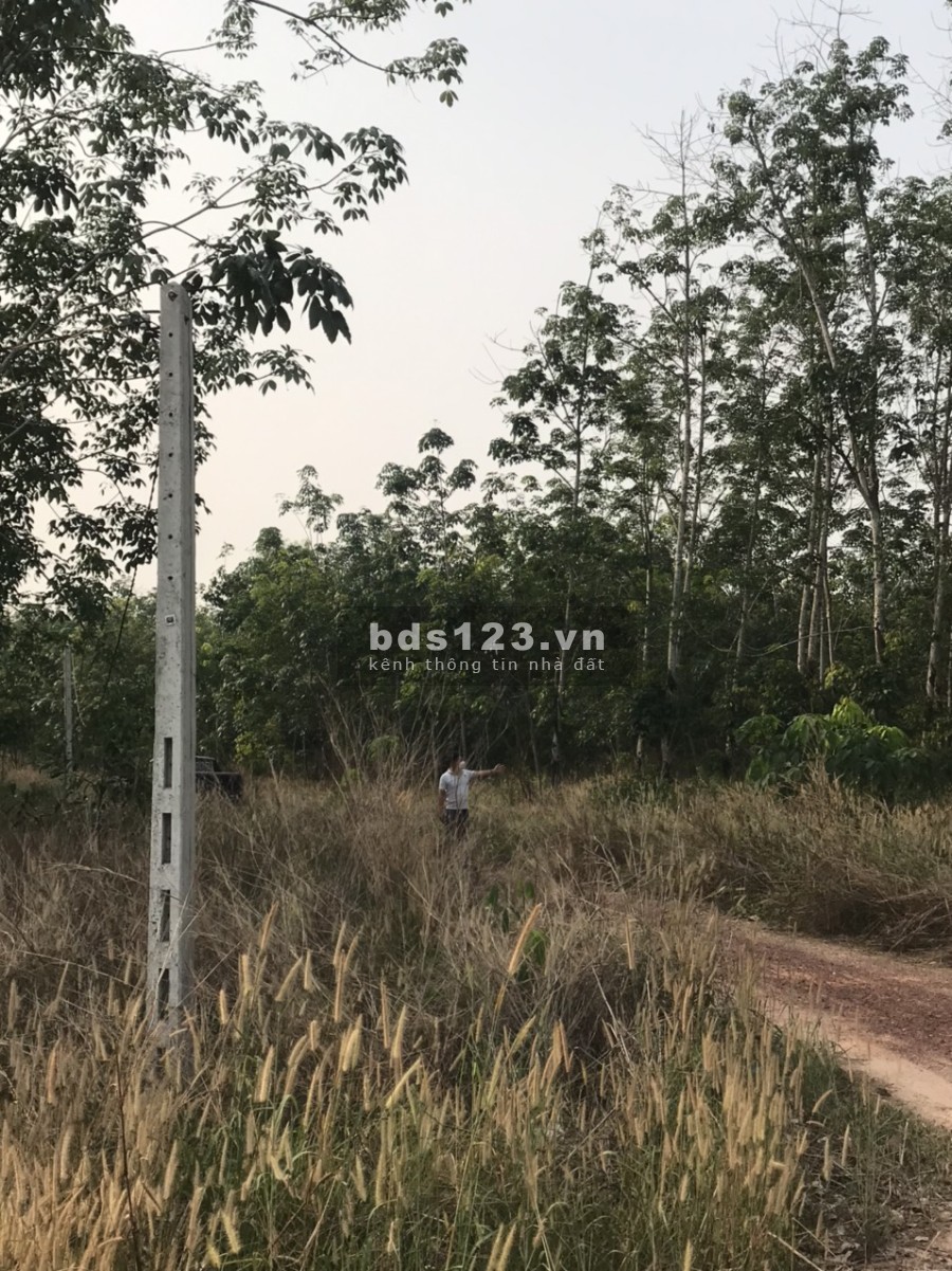 Tìm chủ mới cho lô CLN tại xã Long Hoà trên 1000m2 pháp lý đầy đủ, giá tốt, vị trí đắc địa