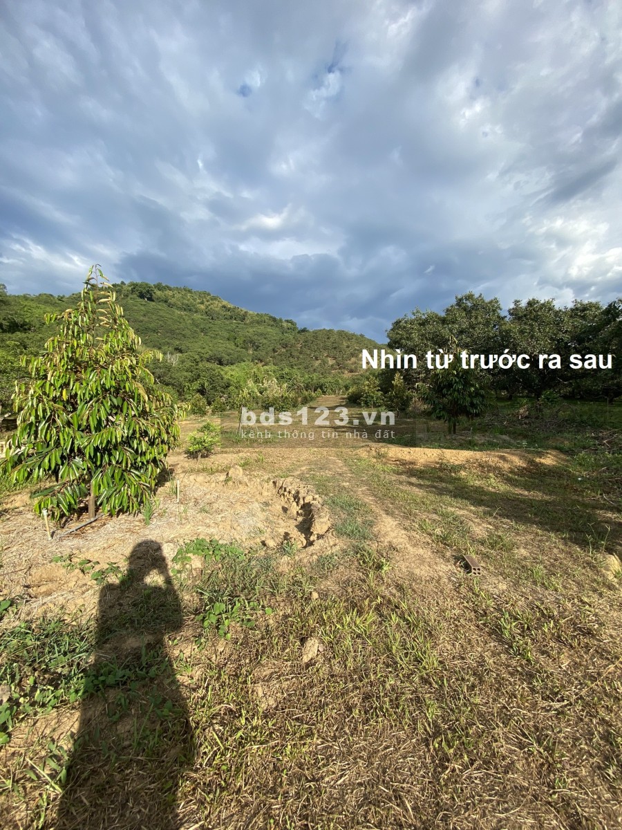 Bán đất vườn Sầu Riêng Thái - Mặt tiền 21m đường nhựa - Giá đầu tư - Gần sông, sát suối, gần Cao Tốc