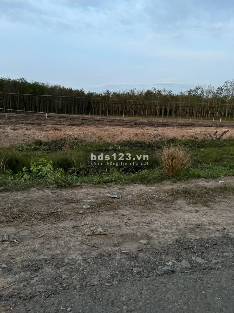Bán gấp 2 Lô đất giá cực tốt tại xã Long Chữ, Huyện Bến Cầu, Tây Ninh1.490.000.000 đ