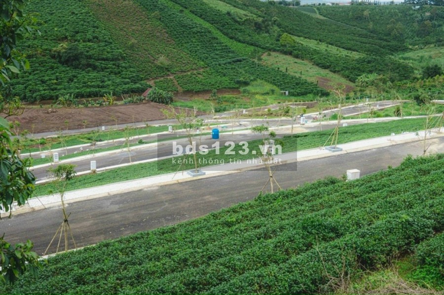 Có 300tr sở hữu ngay đất chính chủ đối diện đồi chè Tâm Châu, Full thổ cư, có ngân hàng cho vay 70%