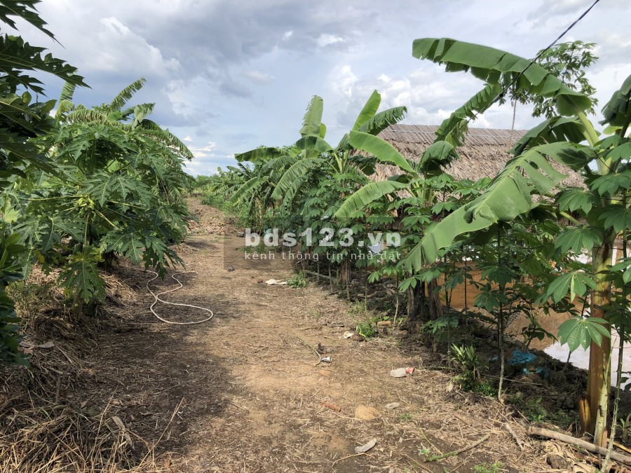 Nhà vườn xã Tân Thạnh Tây view kênh liên hệ giá tốt bao thoải mái, giấy tờ pháp lý đủ