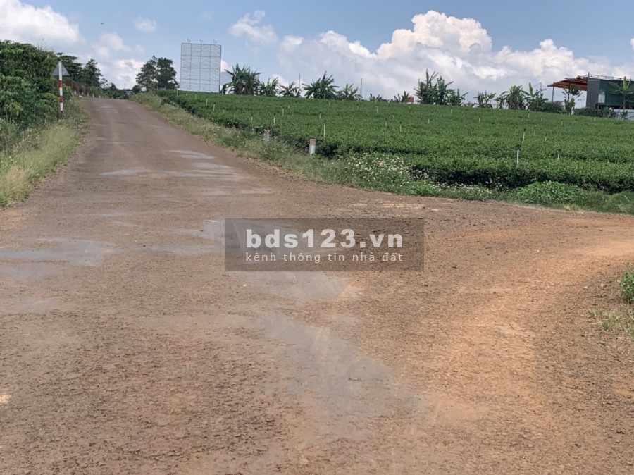Cần bán 10Ha đất ngay Xóm Ông Châu, Bảo Lộc có tiềm năng vượt trội khi sở hữu.