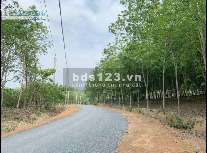 Chuyển nơi ở cần sang nhượng lại 5 sào đất liên hệ 0919197490 sổ hồng riêng, chính chủ