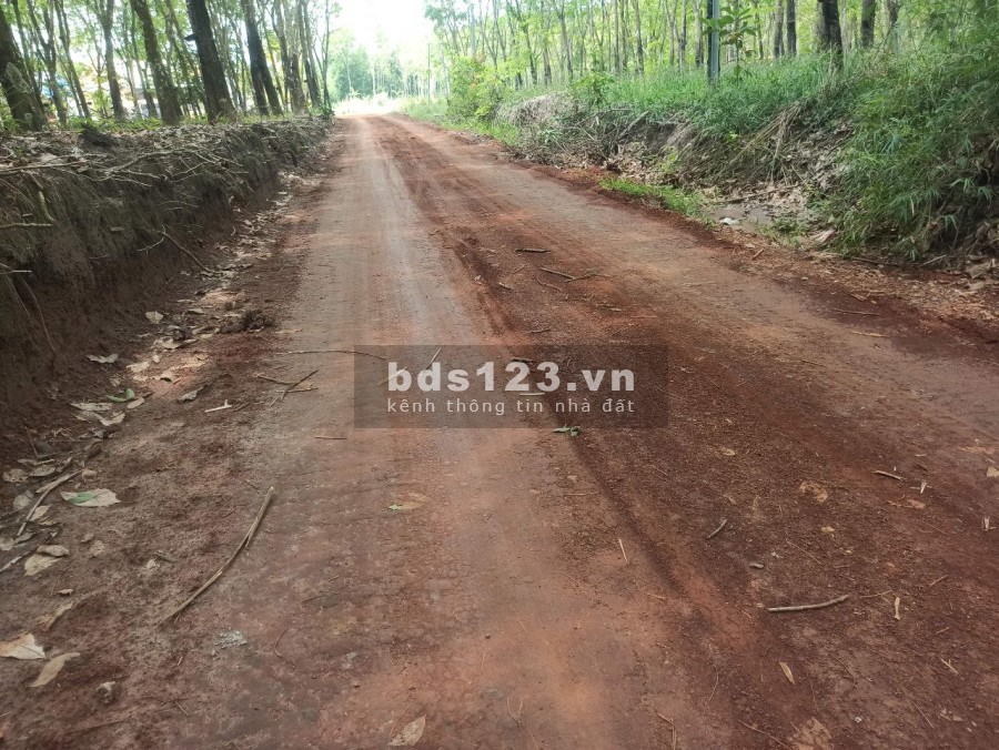 Bán đất cao su 2 mặt tiền tại Bình Phước thích hợp đầu tư phân lô liên hệ 0868617698