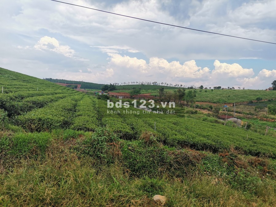 Đất nền Dambry Hills Thành Phố Bảo Lộc, chiết khấu lên đến 8% hỗ trợ vay lãi suất thấp