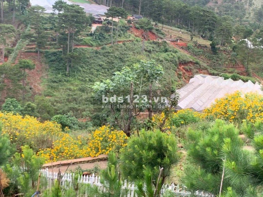 Sót lô Măng Lin xây biệt thự, view đồi thông, sương sớm, hoàng hôn dt 202m2 giá 5.3 tỷ