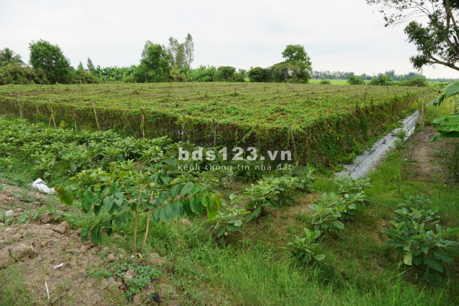 Bán gấp 1680m2 đất 20m mặt tiền Cờ Đỏ, Cần Thơ. Có thổ cư bàn giao đủ giấy tờ