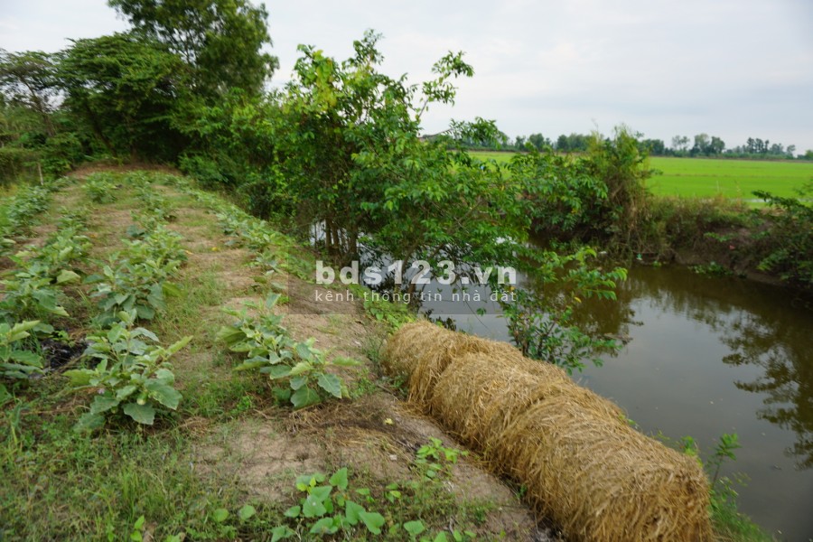 Bán gấp 1680m2 đất 20m mặt tiền Cờ Đỏ, Cần Thơ. Có thổ cư bàn giao đủ giấy tờ