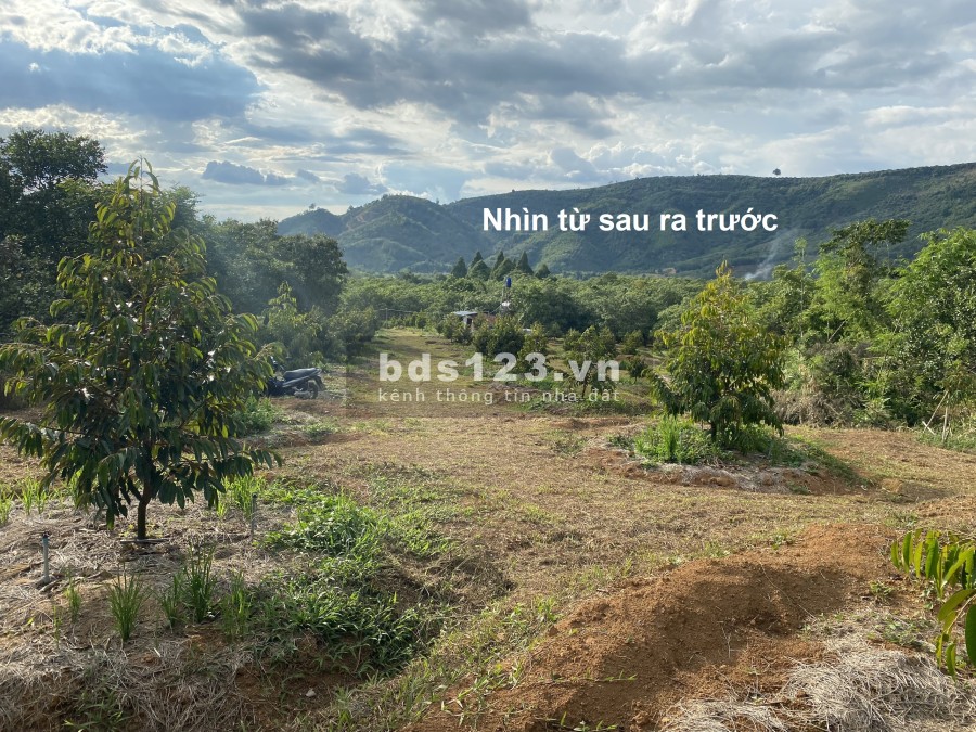 Chính chủ, bán đất vườn Sầu Riêng Thái, đang mở đường, mở rộng quy hoạch, đầu tư sinh lợi tốt.