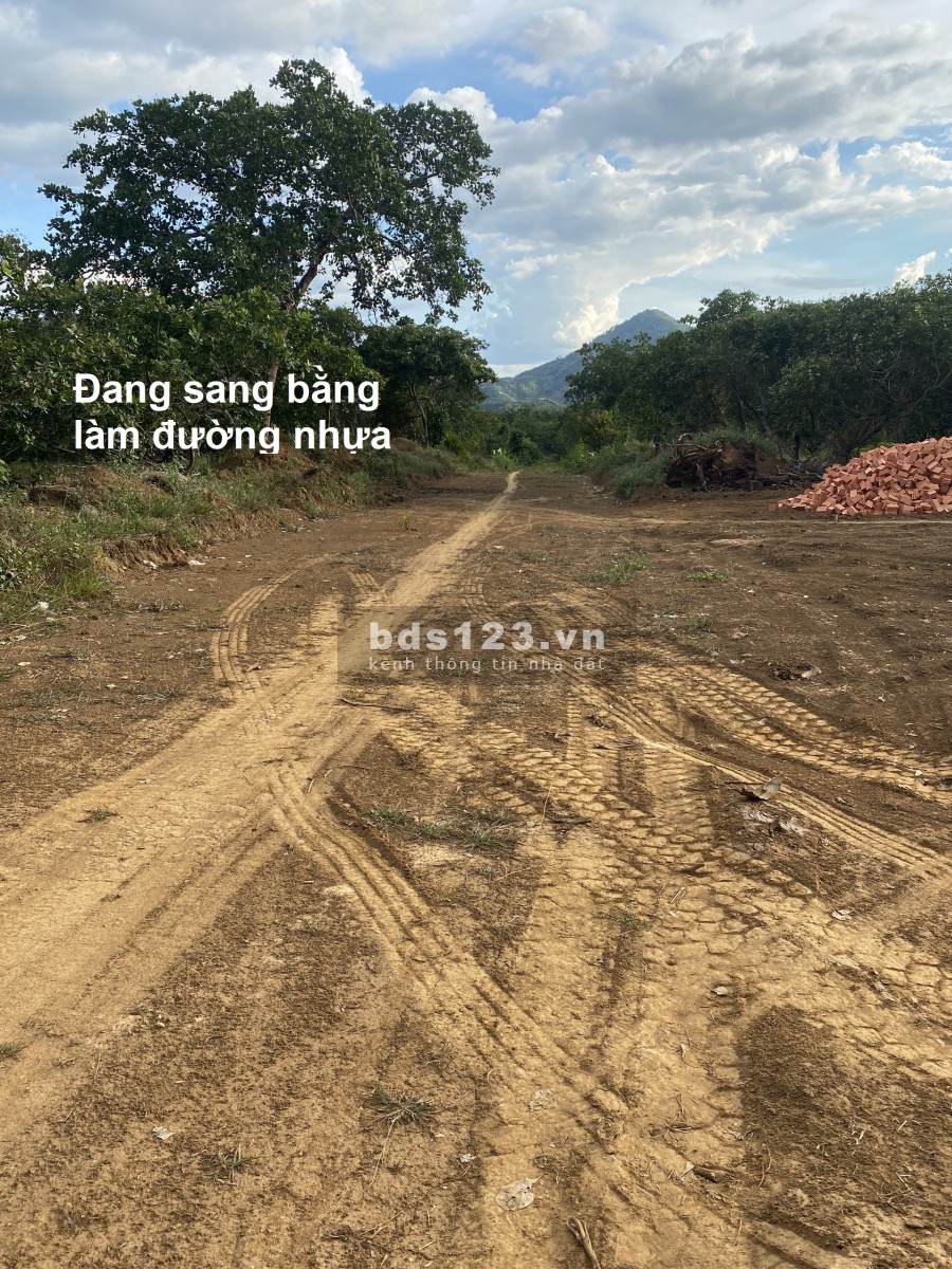 Chính chủ, bán đất vườn Sầu Riêng Thái, đang mở đường, mở rộng quy hoạch, đầu tư sinh lợi tốt.