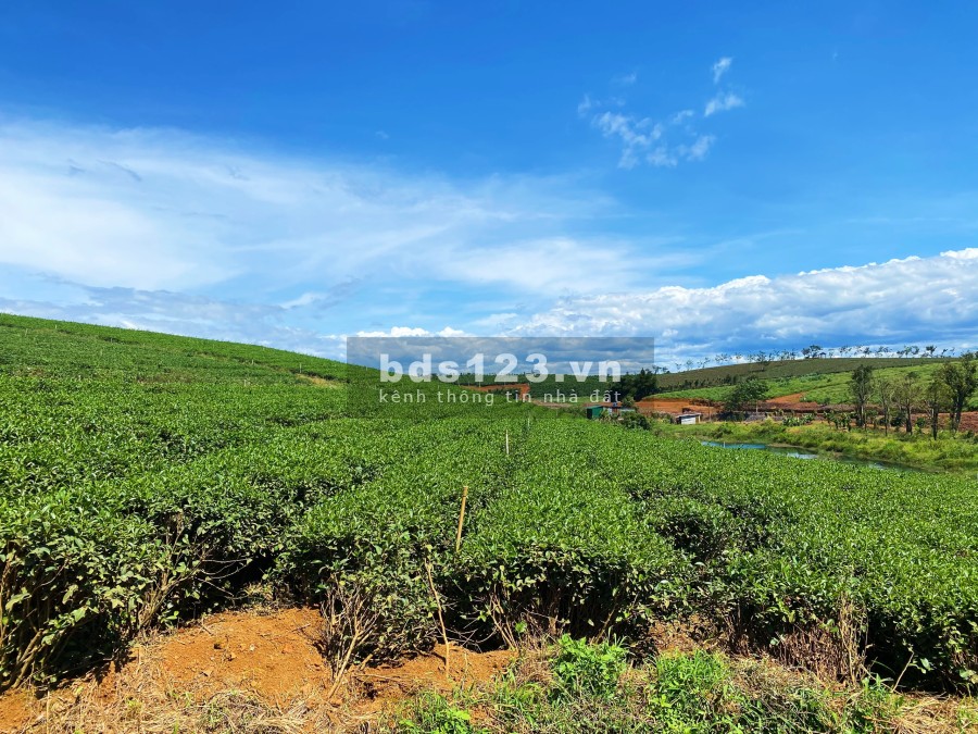 Dambri Hill vẻ đẹp trên từng centimet khu đẹp nhất, tiện ích đầy đủ, pháp lý chuẩn