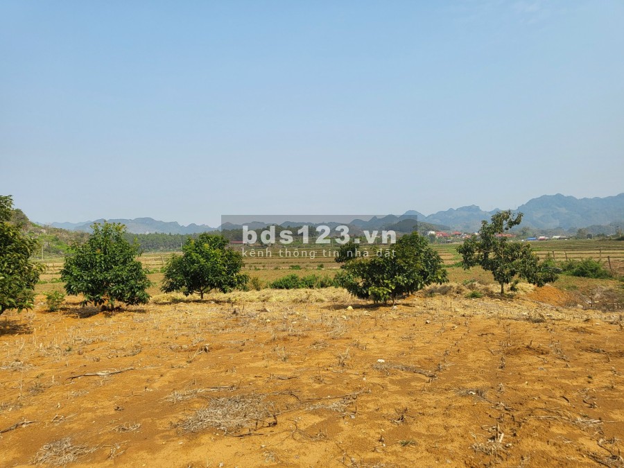 Cần bán lô đất 6000m2 tại Bản Áng-Mộc Châu Sơn La nhanh tay kẻo lỡ.
