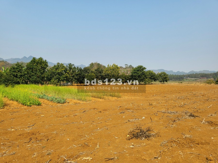 Cần bán lô đất 6000m2 tại Bản Áng-Mộc Châu Sơn La nhanh tay kẻo lỡ.