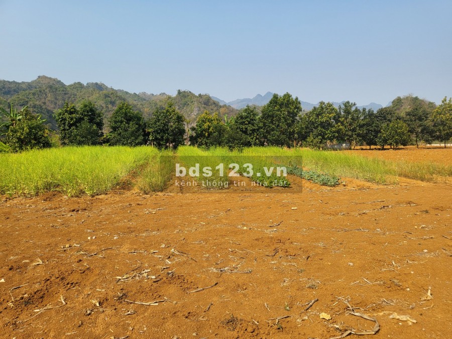 Cần bán lô đất 6000m2 tại Bản Áng-Mộc Châu Sơn La nhanh tay kẻo lỡ.